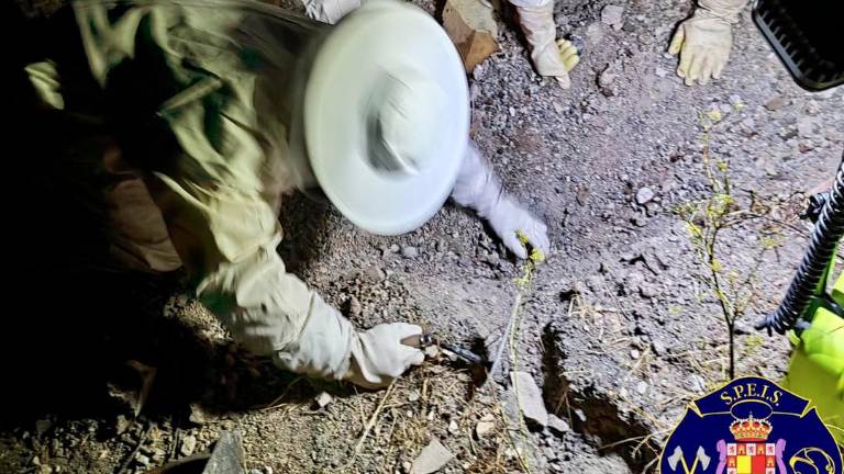 Localizado y eliminado el primer nido de la invasora avispa oriental en Jaén Localizado y eliminado el primer nido de la invasora avispa oriental en Jaén