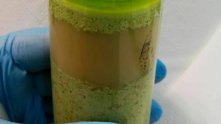 El aceite de oliva virgen extra ya está “a punto” El aceite de oliva virgen extra ya está “a punto”