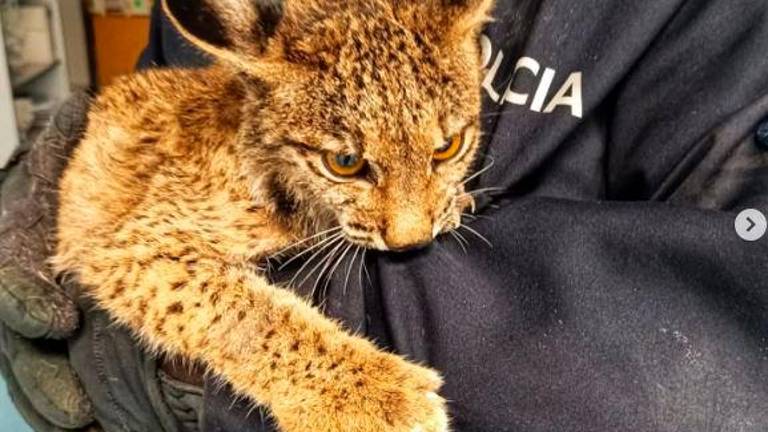 Rescatada una cría de lince ibérico en La Carolina Rescatada una cría de lince ibérico en La Carolina