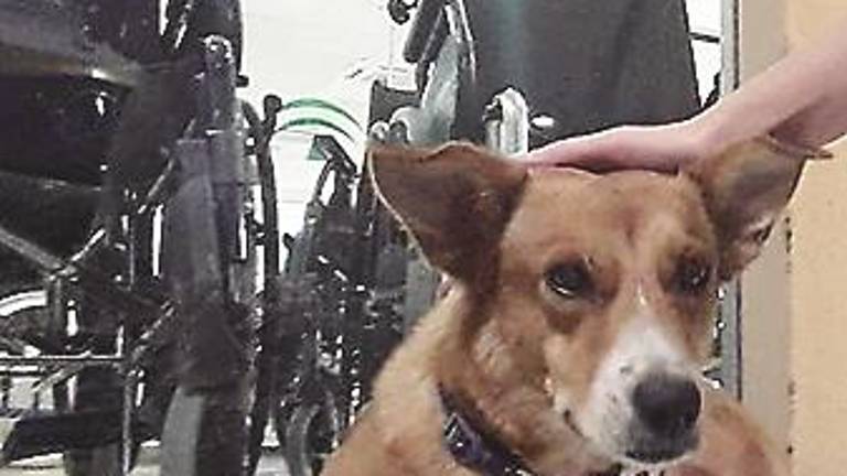En busca de un hogar temporal En busca de un hogar temporal