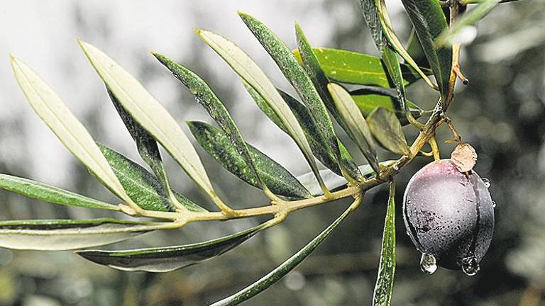 ¿Resistirá el olivar? ¿Resistirá el olivar?