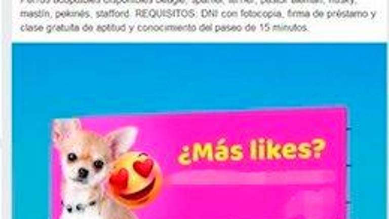 Alquilaba perros para sacarlos a pasear Alquilaba perros para sacarlos a pasear