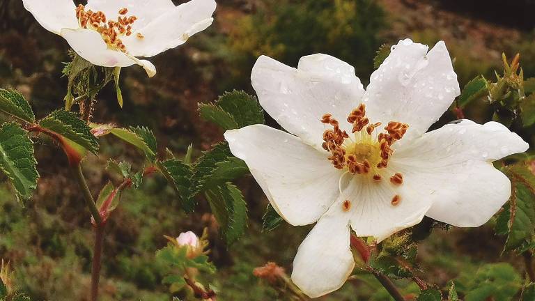 Hoy que llueve y sembramos votos Hoy que llueve y sembramos votos