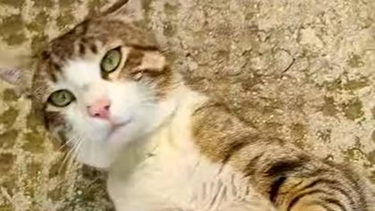 ¿Qué pasa con los gatos en Arjona? ¿Qué pasa con los gatos en Arjona?