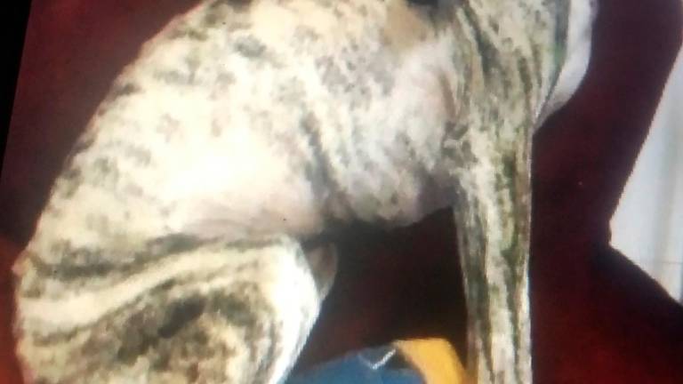 Una semana en un sinvivir con la búsqueda de un galgo “robado” Una semana en un sinvivir con la búsqueda de un galgo “robado”