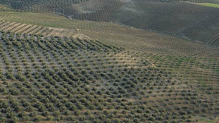 Consejo Regulador de la IGP Aceite de Jaén con Parras presidente