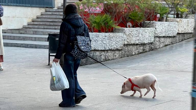 El cerdo que causa sensación por las calles de Jaén