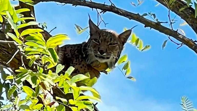 Un lince ibérico causa revuelo al colarse en las calles de Úbeda Un lince ibérico causa revuelo al colarse en las calles de Úbeda
