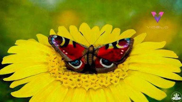 Ilusión óptica: ¿Puedes ver a la mujer escondida en esta mariposa? Ilusión óptica: ¿Puedes ver a la mujer escondida en esta mariposa?
