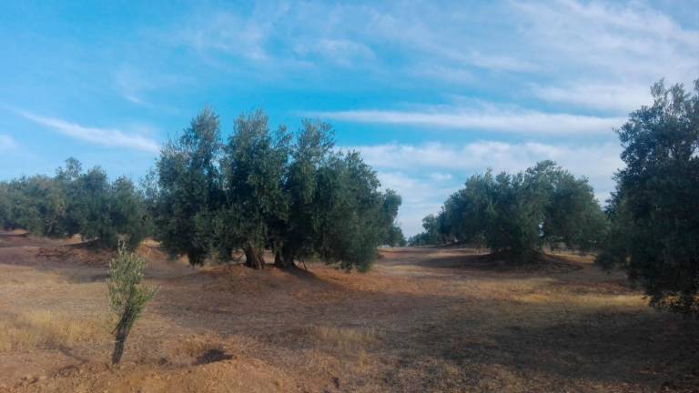 La producción de aceite caerá un 60% y los olivareros piden ayuda para afrontar la segunda peor campaña del siglo La producción de aceite caerá un 60% y los olivareros piden ayuda para afrontar la segunda peor campaña del siglo