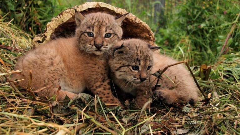 Nacen los tres primeros linces ibéricos de la temporada en el Parque Nacional de Doñana Nacen los tres primeros linces ibéricos de la temporada en el Parque Nacional de Doñana