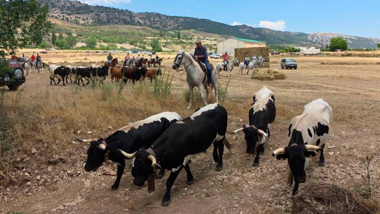 Así entran en La Matea las vacas del primer encierro de Segura Así entran en La Matea las vacas del primer encierro de Segura