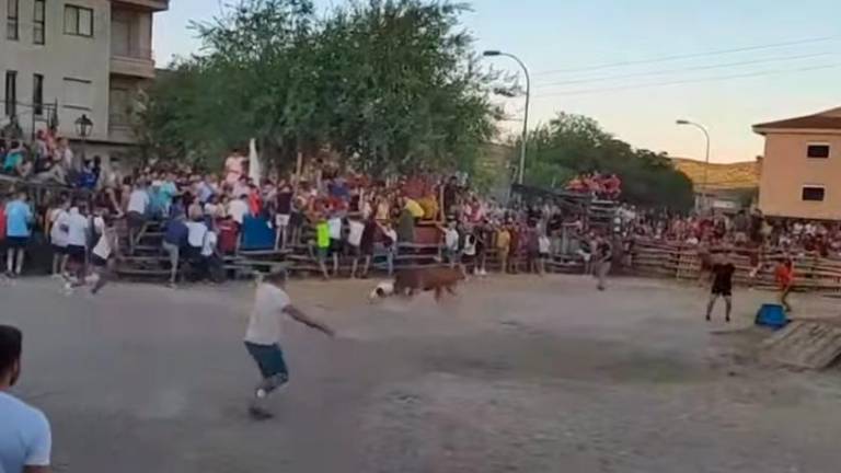 Varios sustos en el primer encierro de vaquillas en Noalejo Varios sustos en el primer encierro de vaquillas en Noalejo