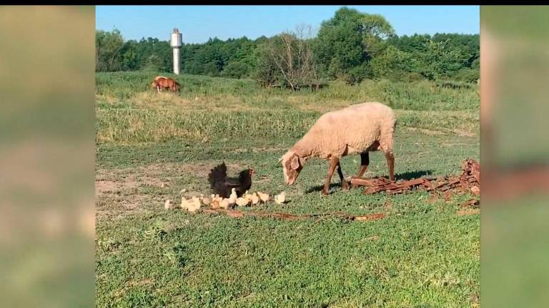 Una gallina protege a sus polluelos frente a una oveja Una gallina protege a sus polluelos frente a una oveja