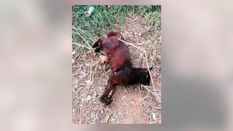Encuentran decapitado en un colegio de Jaén a un gato recién nacido Encuentran decapitado en un colegio de Jaén a un gato recién nacido