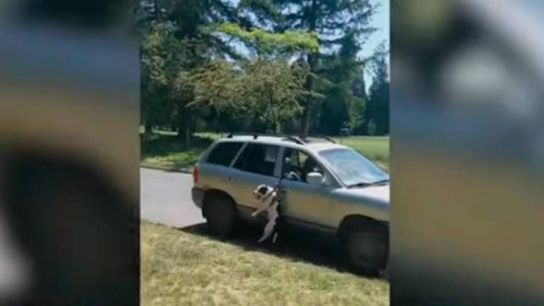 Dificultades de un perrillo en el coche de su adiestrador Dificultades de un perrillo en el coche de su adiestrador