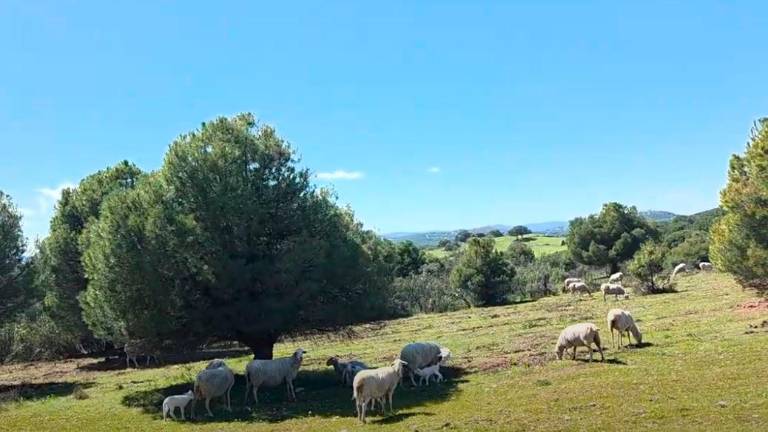 Viajamos por el verde esperanza de Sierra Morena, desde Los Alarcones a Contadero-Selladores Viajamos por el verde esperanza de Sierra Morena, desde Los Alarcones a Contadero-Selladores