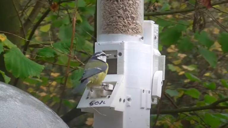Estos pájaros son capaces de recordar dónde encontraron la comida y cuándo Estos pájaros son capaces de recordar dónde encontraron la comida y cuándo