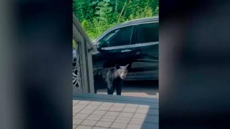 Un oso logra abrir un coche y deja en shock a su dueña Un oso logra abrir un coche y deja en shock a su dueña