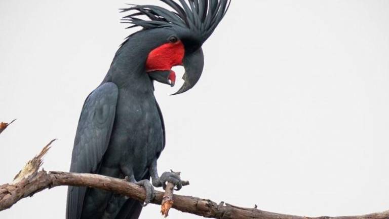 Cacatúas percusionistas que fabrican sus baquetas Cacatúas percusionistas que fabrican sus baquetas