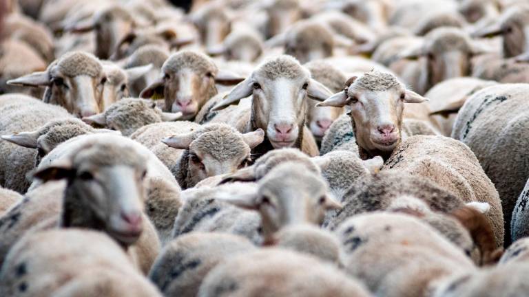 Ganaderos jiennenses prevén un año de “estragos” por la lengua azul Ganaderos jiennenses prevén un año de “estragos” por la lengua azul