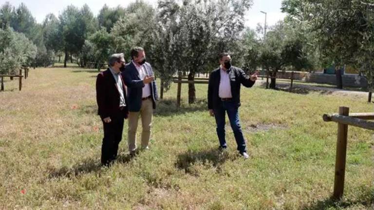 Una treintena de variedades de olivar forman un jardín a su paso por Alcaudete Una treintena de variedades de olivar forman un jardín a su paso por Alcaudete
