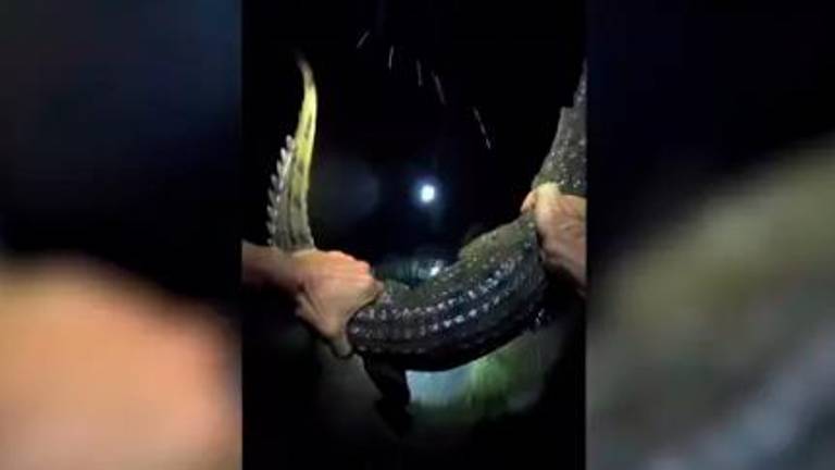 No es fácil coger una cría de cocodrilo en plena noche No es fácil coger una cría de cocodrilo en plena noche