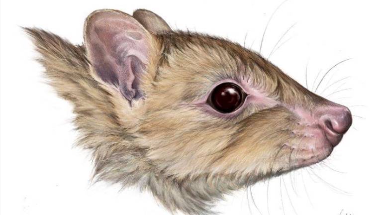 Nuevo marsupial descubierto en museos puede haberse ya extinguido Nuevo marsupial descubierto en museos puede haberse ya extinguido