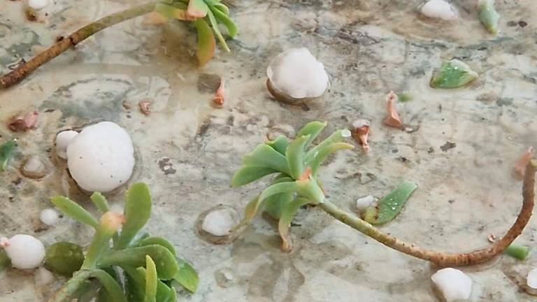 Fuerte granizada en Pozo Alcón con daños a viviendas y al olivar Fuerte granizada en Pozo Alcón con daños a viviendas y al olivar