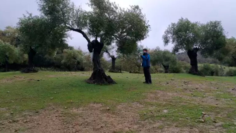 Investigadores de la UJA comprueban la efectividad de las hormigas contra las plagas del olivo Investigadores de la UJA comprueban la efectividad de las hormigas contra las plagas del olivo