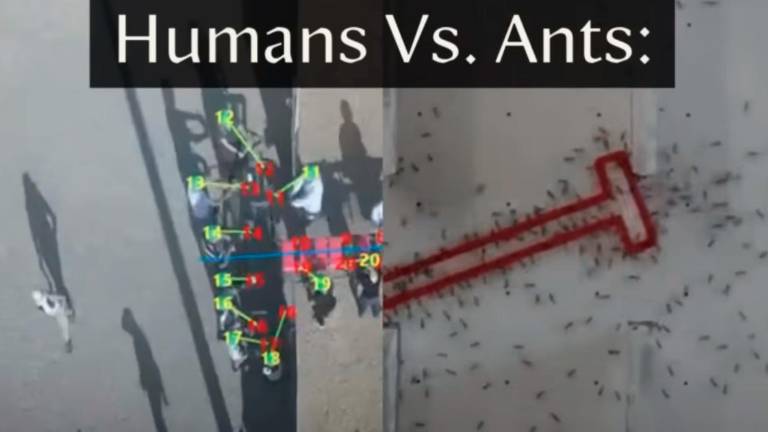 Humanos vs hormigas, ¿quiénes ganarán el experimento? Humanos vs hormigas, ¿quiénes ganarán el experimento?