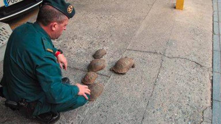 Recuperan cinco tortugas mora en un establecimiento comercial Recuperan cinco tortugas mora en un establecimiento comercial