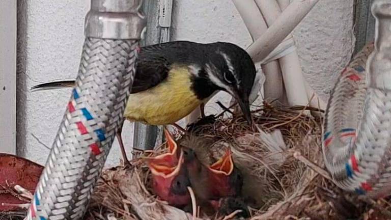 Los Motacilla Lavandera echan raíces en la casa del Guadalbullón: Ya crían 4 nuevos pajarillos Los Motacilla Lavandera echan raíces en la casa del Guadalbullón: Ya crían 4 nuevos pajarillos