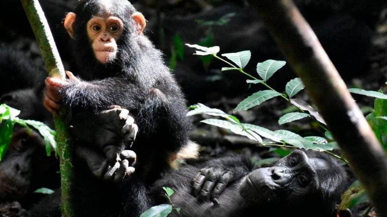 El adorable juego de una chimpancé y sus crías El adorable juego de una chimpancé y sus crías