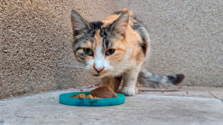 Otro gato muerto encontrado en el campus de la UJA Otro gato muerto encontrado en el campus de la UJA