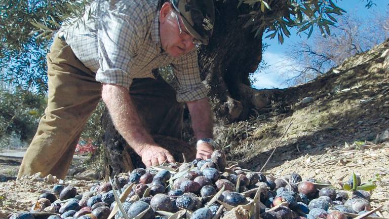 Los aforos se van a cumplir: Hay 1,2 millones de toneladas acumuladas de aceite de oliva Los aforos se van a cumplir: Hay 1,2 millones de toneladas acumuladas de aceite de oliva