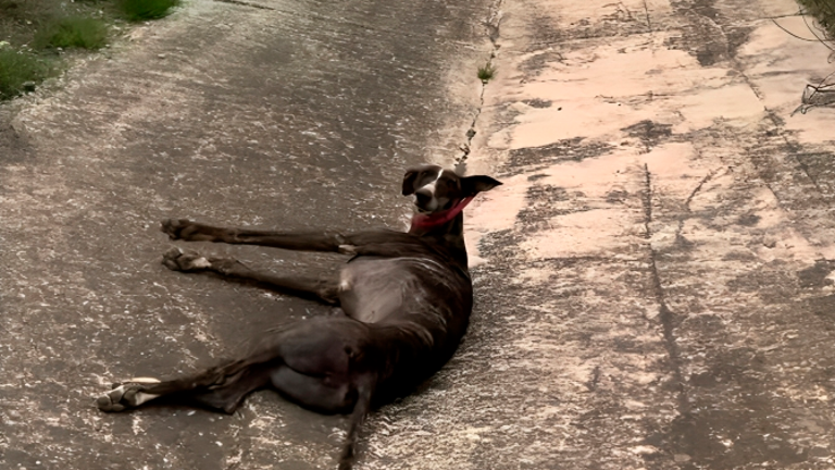 Rescatan a una galga atropellada en la A-44 entre Jaén y Mengíbar Rescatan a una galga atropellada en la A-44 entre Jaén y Mengíbar