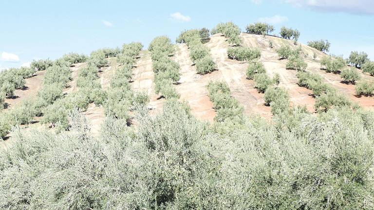 La Junta recibe más de 77.000 solicitudes de la PAC del mar de olivos La Junta recibe más de 77.000 solicitudes de la PAC del mar de olivos