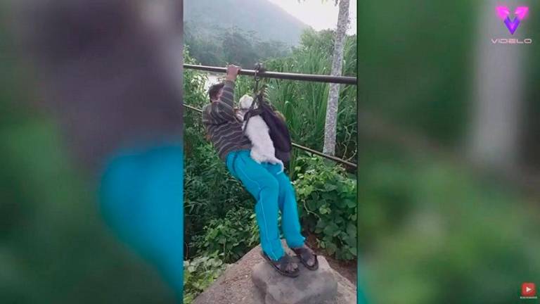 Usa una tirolina para cruzar un río con su perro Usa una tirolina para cruzar un río con su perro