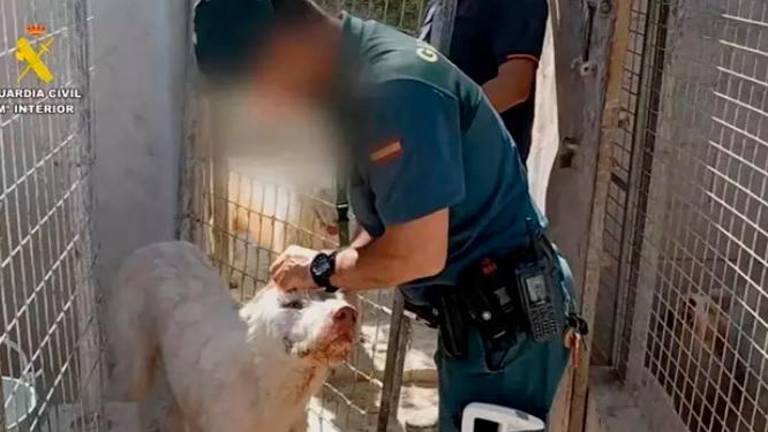 Detenido un veterinario en Úbeda implicado en la práctica prohibida de cortar orejas y rabos a perros de rehalas Detenido un veterinario en Úbeda implicado en la práctica prohibida de cortar orejas y rabos a perros de rehalas