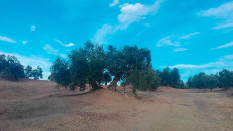 Jaén esquiva el olivar superintensivo Jaén esquiva el olivar superintensivo