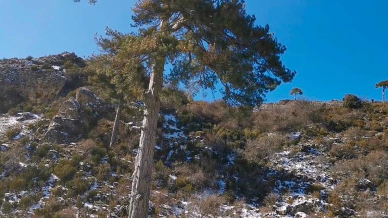 Del Pino Galapán a los Campos de Hernán Pelea Del Pino Galapán a los Campos de Hernán Pelea