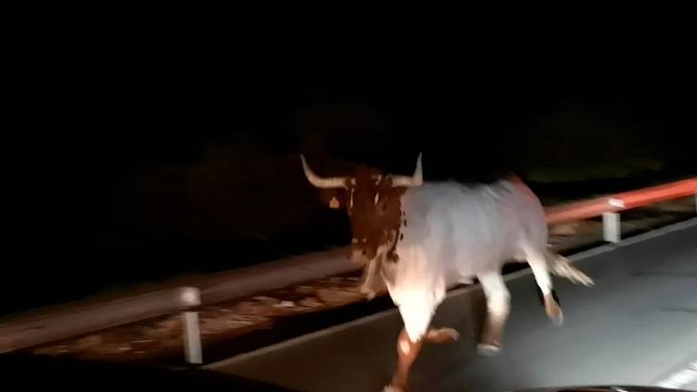 Un cabestro perdido por Segura Un cabestro perdido por Segura