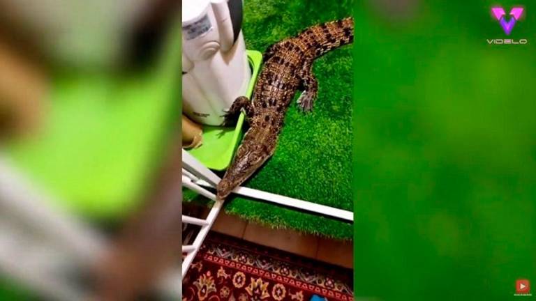 El joven que convive con decenas de reptiles en su casa El joven que convive con decenas de reptiles en su casa