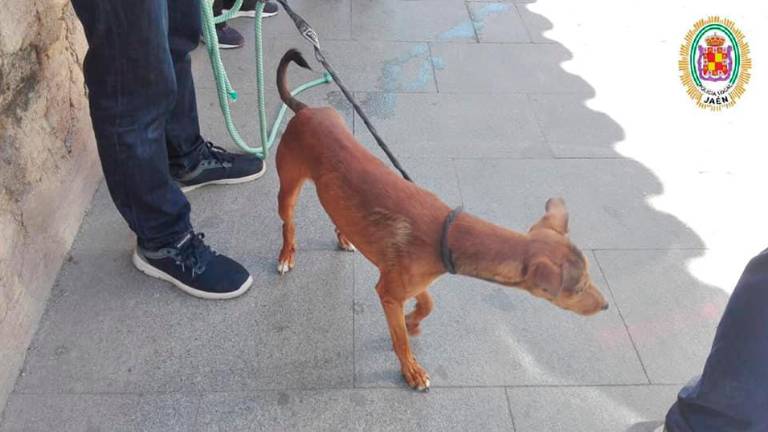 Rescatado un perro encerrado en una terraza Rescatado un perro encerrado en una terraza