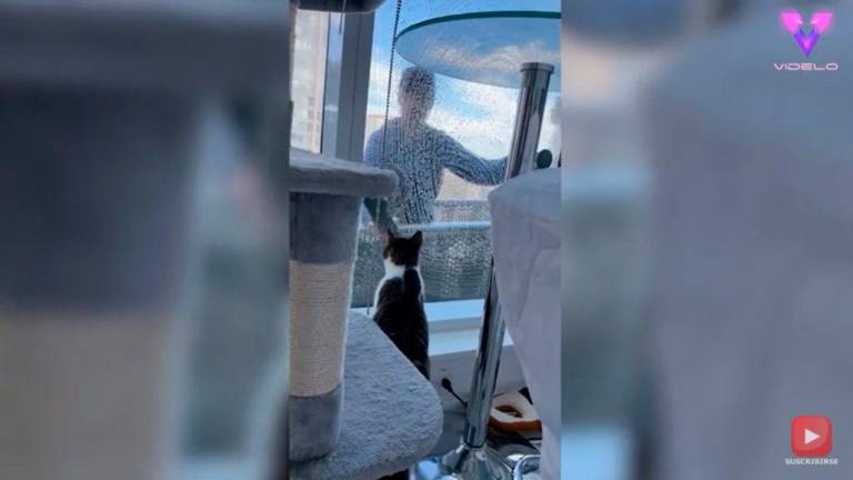 Un gato juega con un limpiador de ventanas en un rascacielos Un gato juega con un limpiador de ventanas en un rascacielos