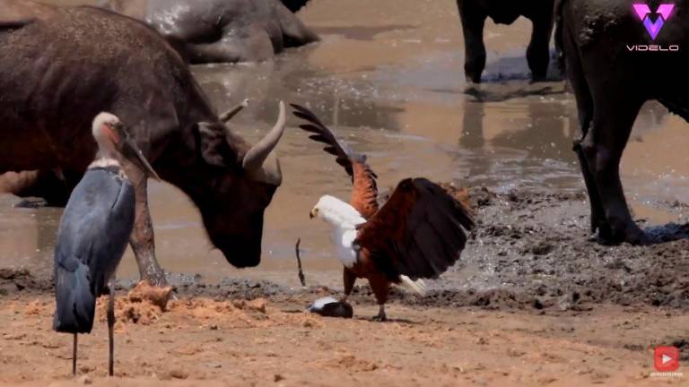 Lucha por la comida en el reino animal sudafricano Lucha por la comida en el reino animal sudafricano