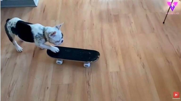 Un bulldog francés, un prodigio del patinaje Un bulldog francés, un prodigio del patinaje