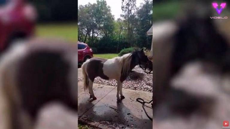 Ponis para hacer terapia con adultos Ponis para hacer terapia con adultos