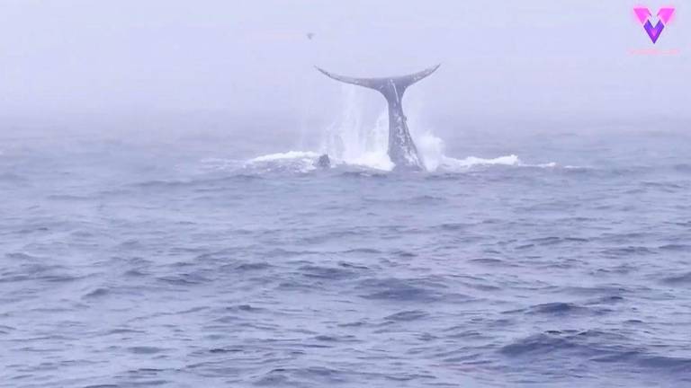 ¿Cómo saluda una ballena? ¿Cómo saluda una ballena?
